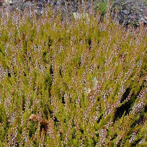 Bakker Cuprea bruyère d'été pot 8cm feuillage cuivré