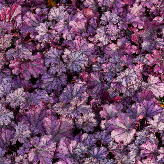 Bakker Forever Purple heuchère vivace pot 9cm feuillage pourpre