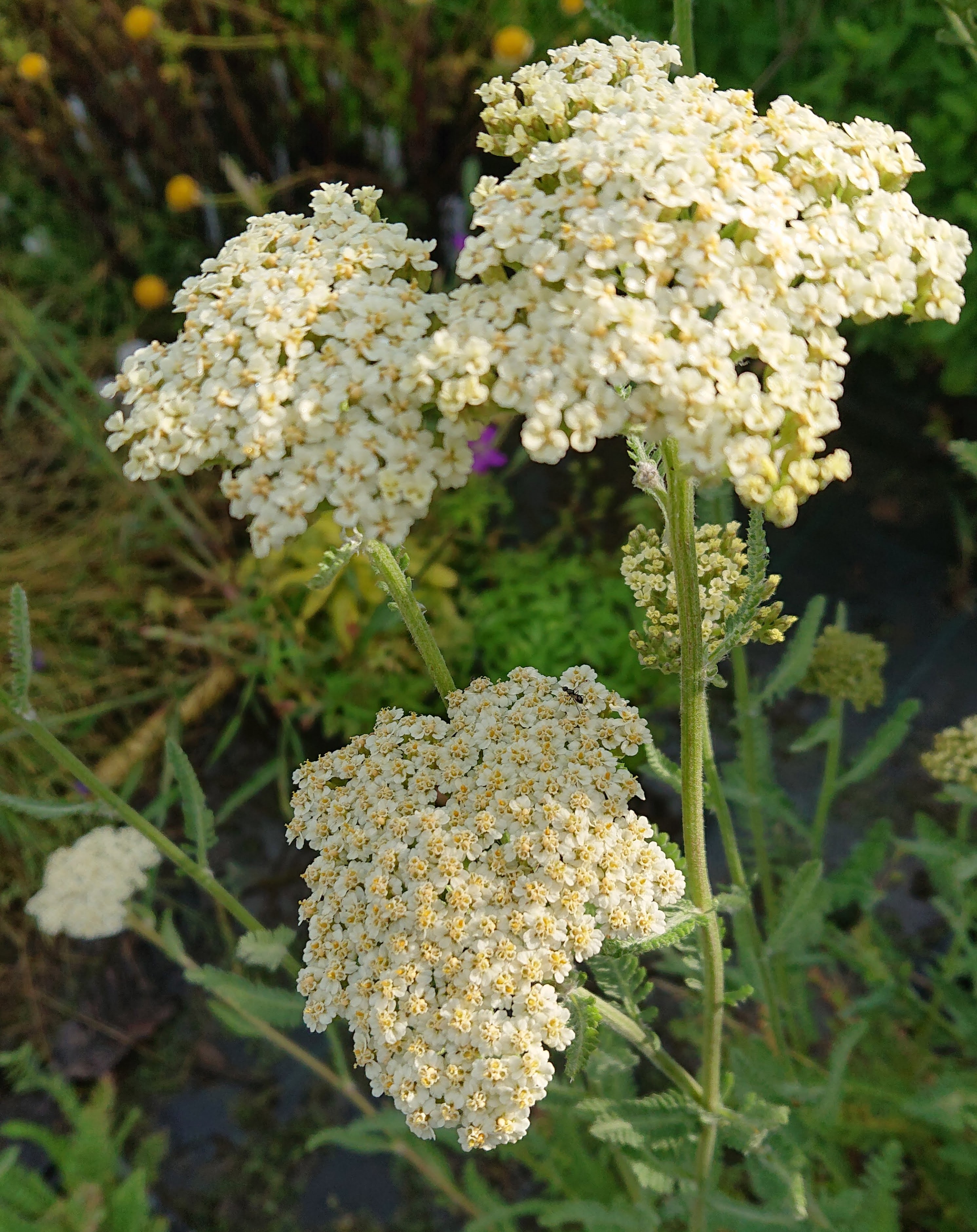 Passion Vivaces Achillea millefolium 'Alabaster' achillée pot blanche