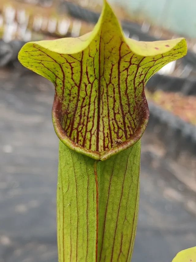 Carniflore Sarracenia rubra wherryi plante carnivore fleur rose 30cm