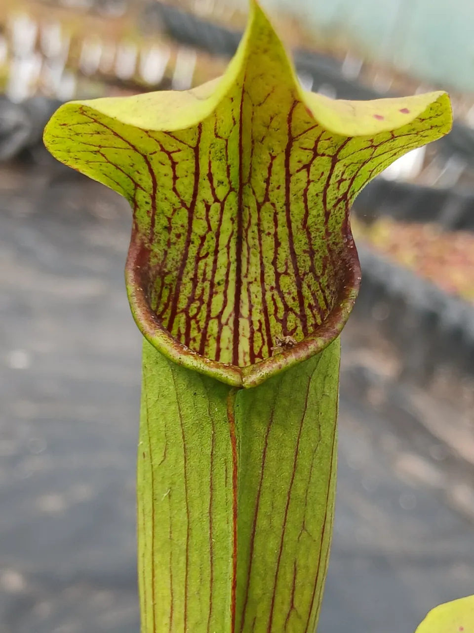 Carniflore Sarracenia rubra wherryi plante carnivore fleur rose 30cm