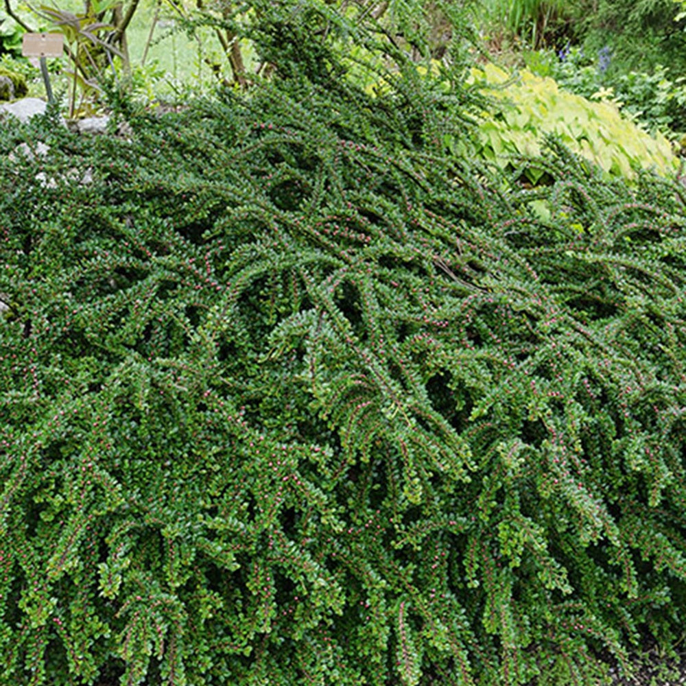 Bakker Cotoneaster rampant arbuste pot 1,5L 20-30cm