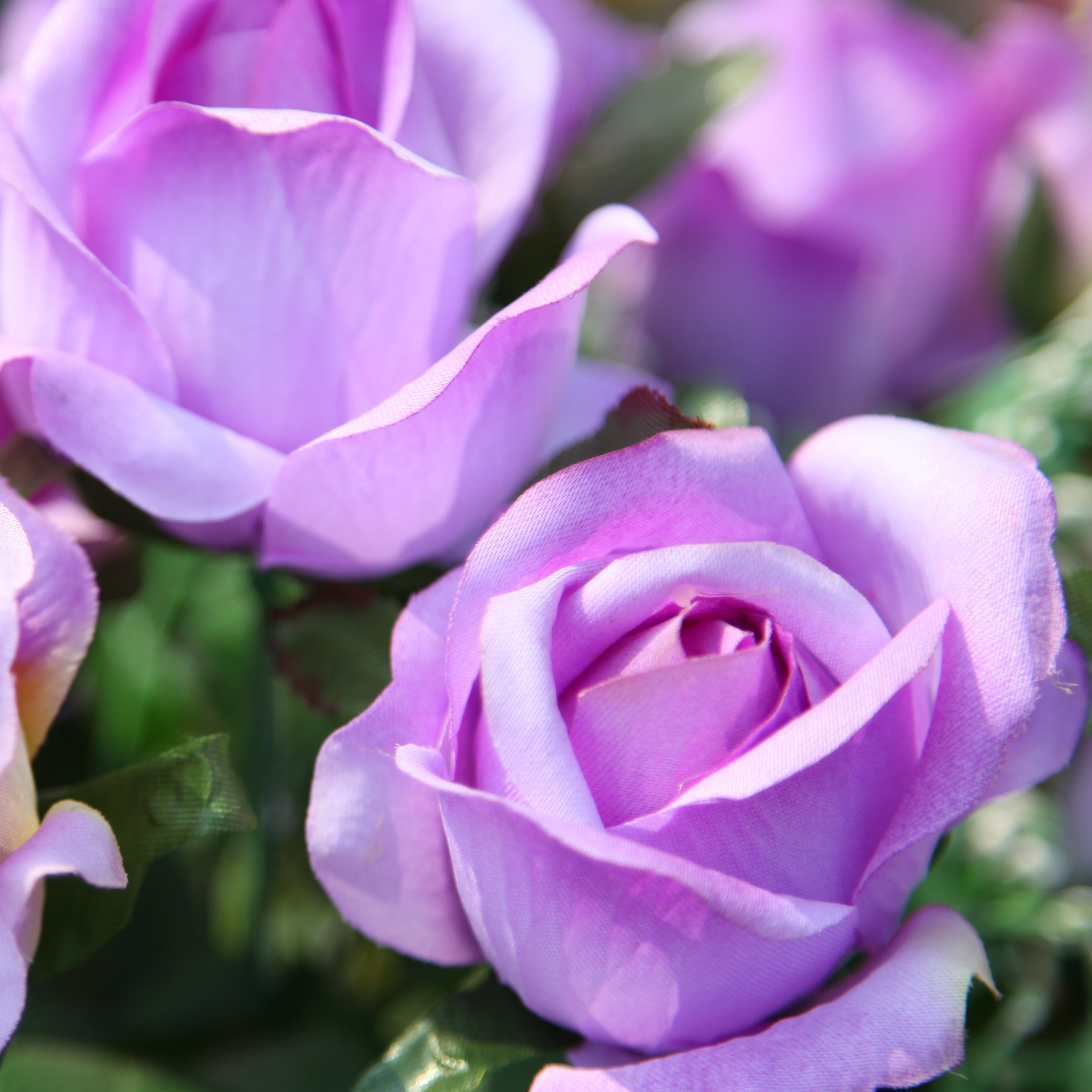 Bakker Rosier Grimpant Violet racine nue remontant 3m