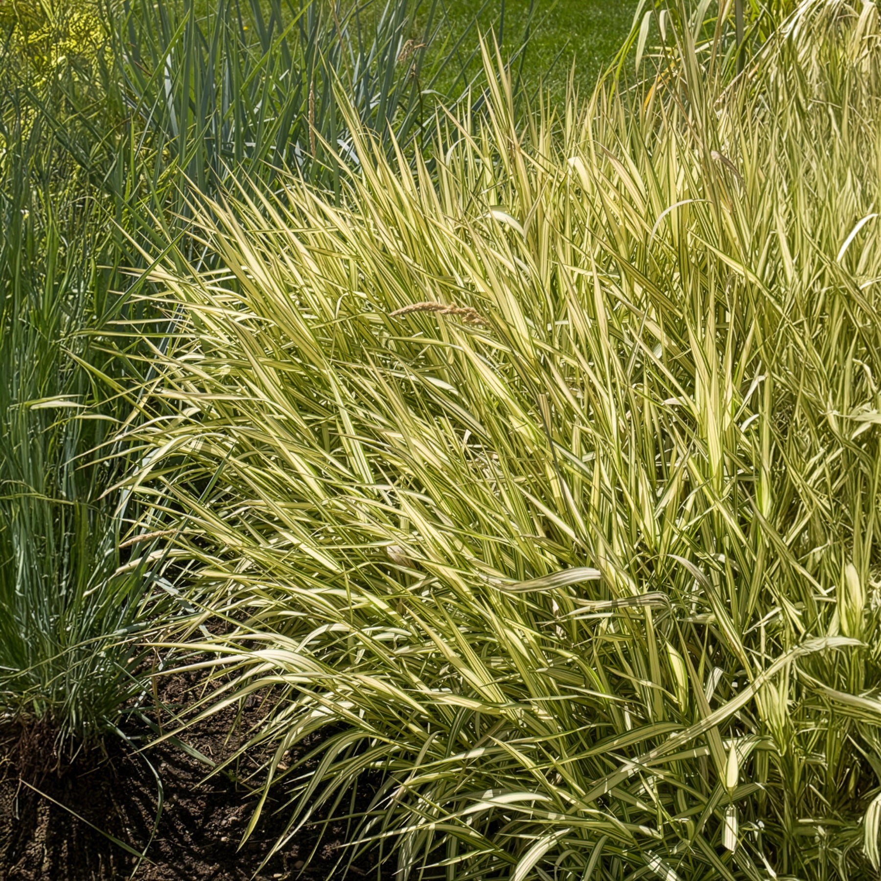 Bakker Feesey phalaris panaché graminée pot 8cm sol humide