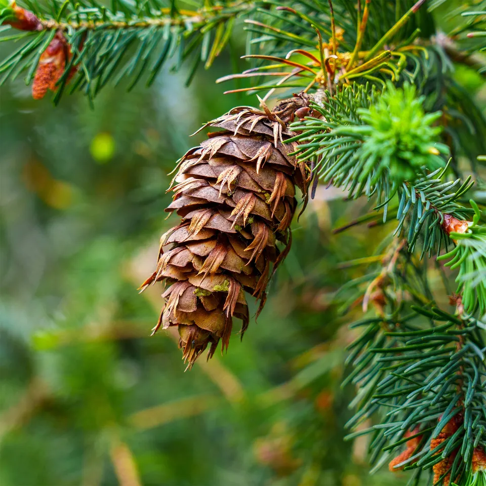 Bakker Sapin de Douglas conifère persistant pot 9cm 40-50cm