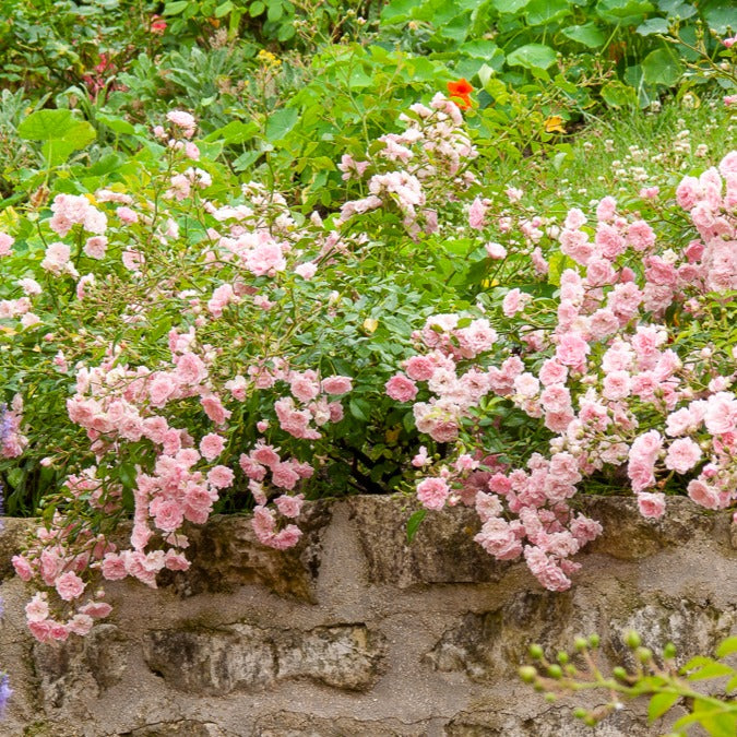 Bakker Rosiers The Fairy rosier à massif pot 3L rose