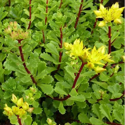 Bakker Sedum Weihenstephaner plante vivace 3 pots 9cm jaune