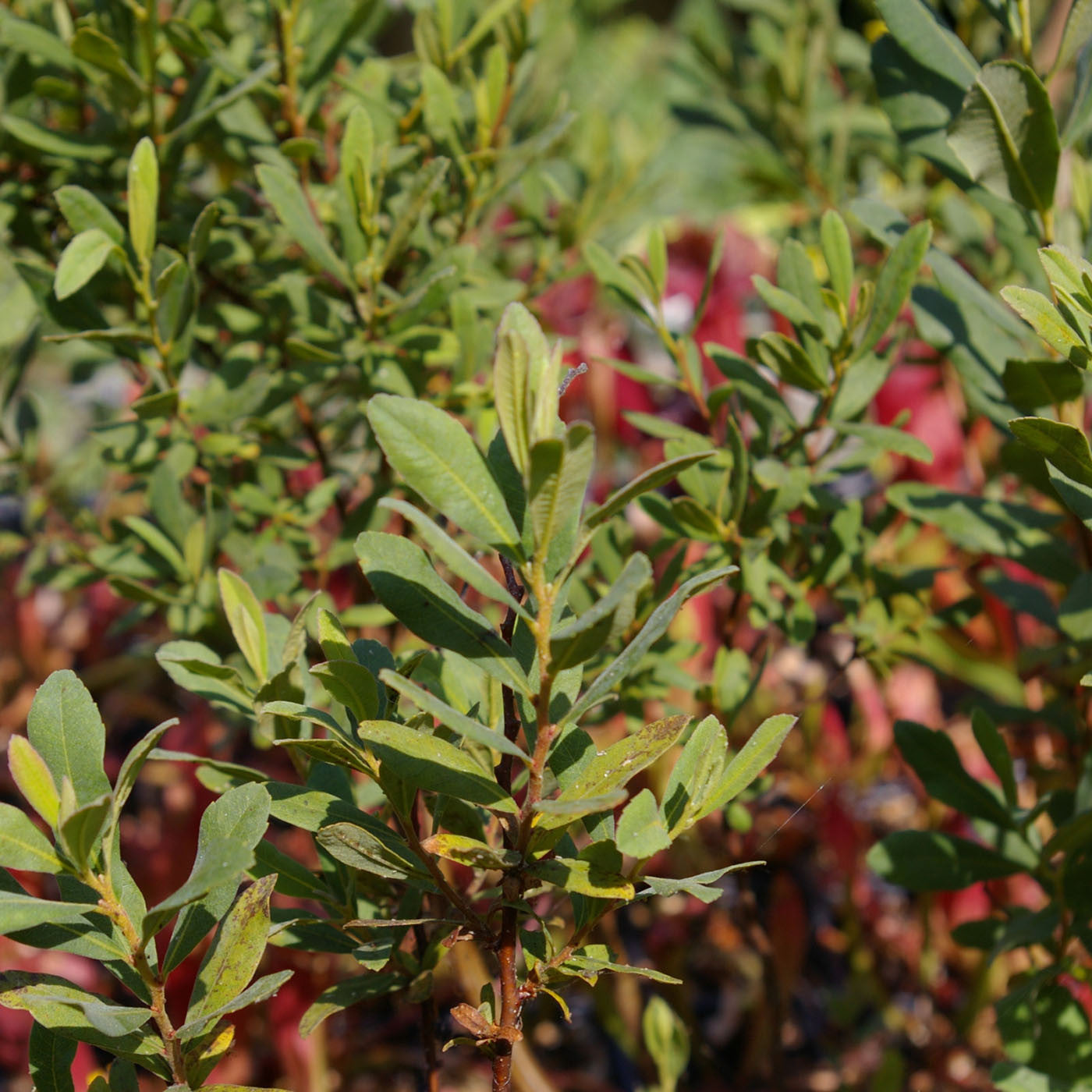 Carniflore Myrica gale arbuste piment royal odorant 1,50m