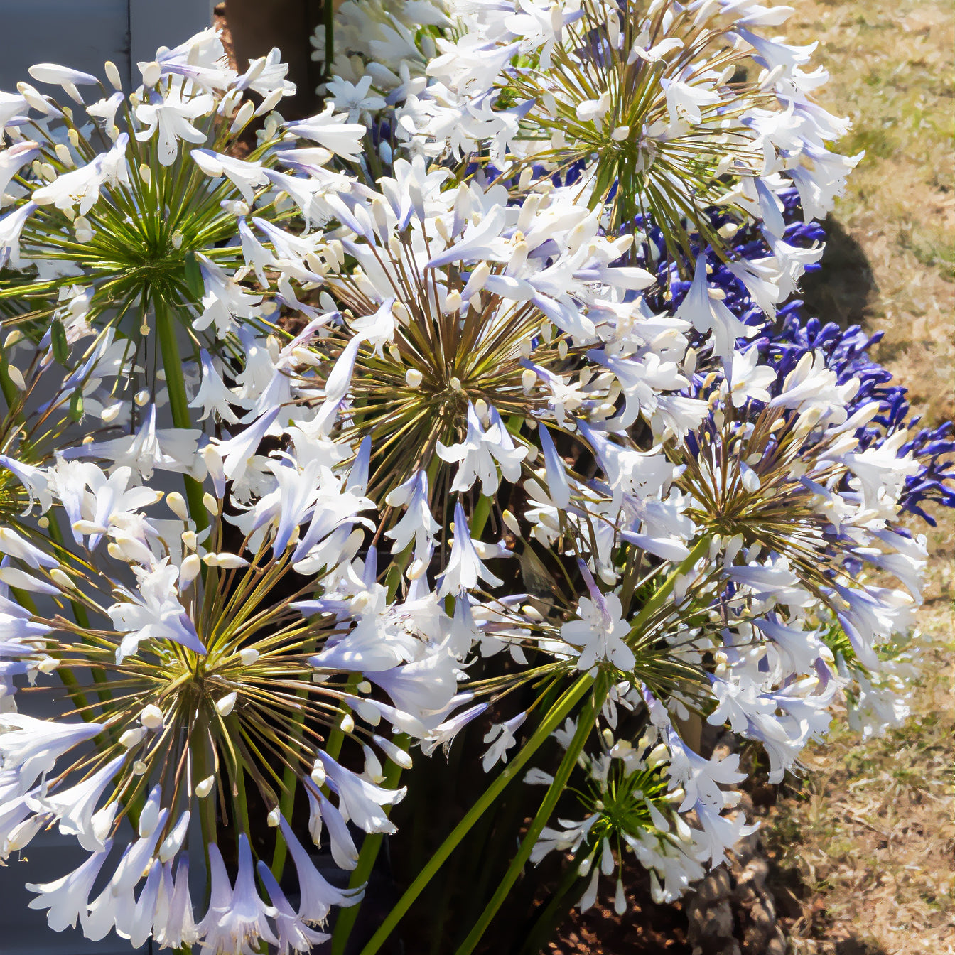 Bakker Agapanthus Enigma vivace blanche pot Ø9cm