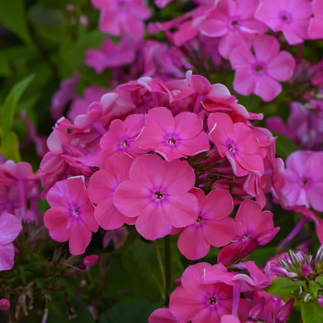Bakker Vivaces Phlox Rijnstroom pot Ø9cm rose