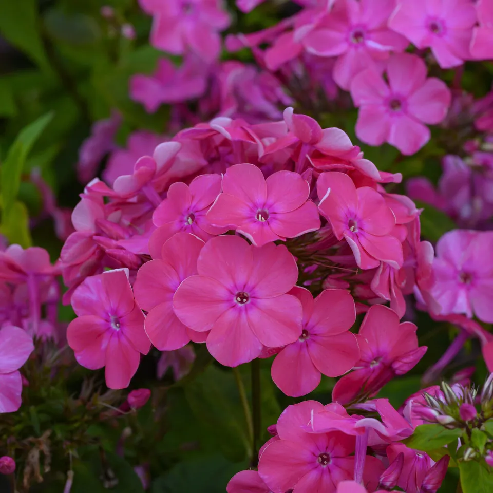 Bakker Vivaces Phlox Rijnstroom pot Ø9cm rose