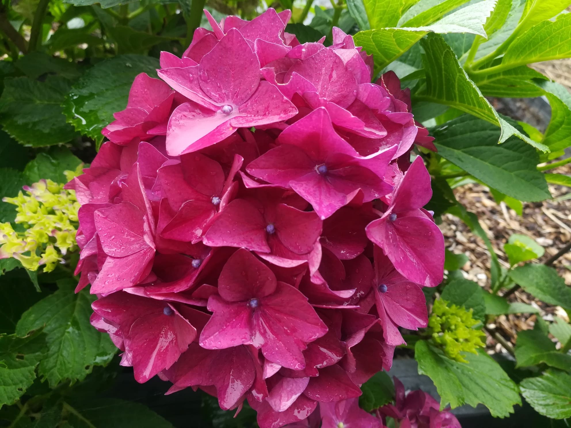 Hydrangea macrophylla Eugen Hahn hortensia rondes rouge godet