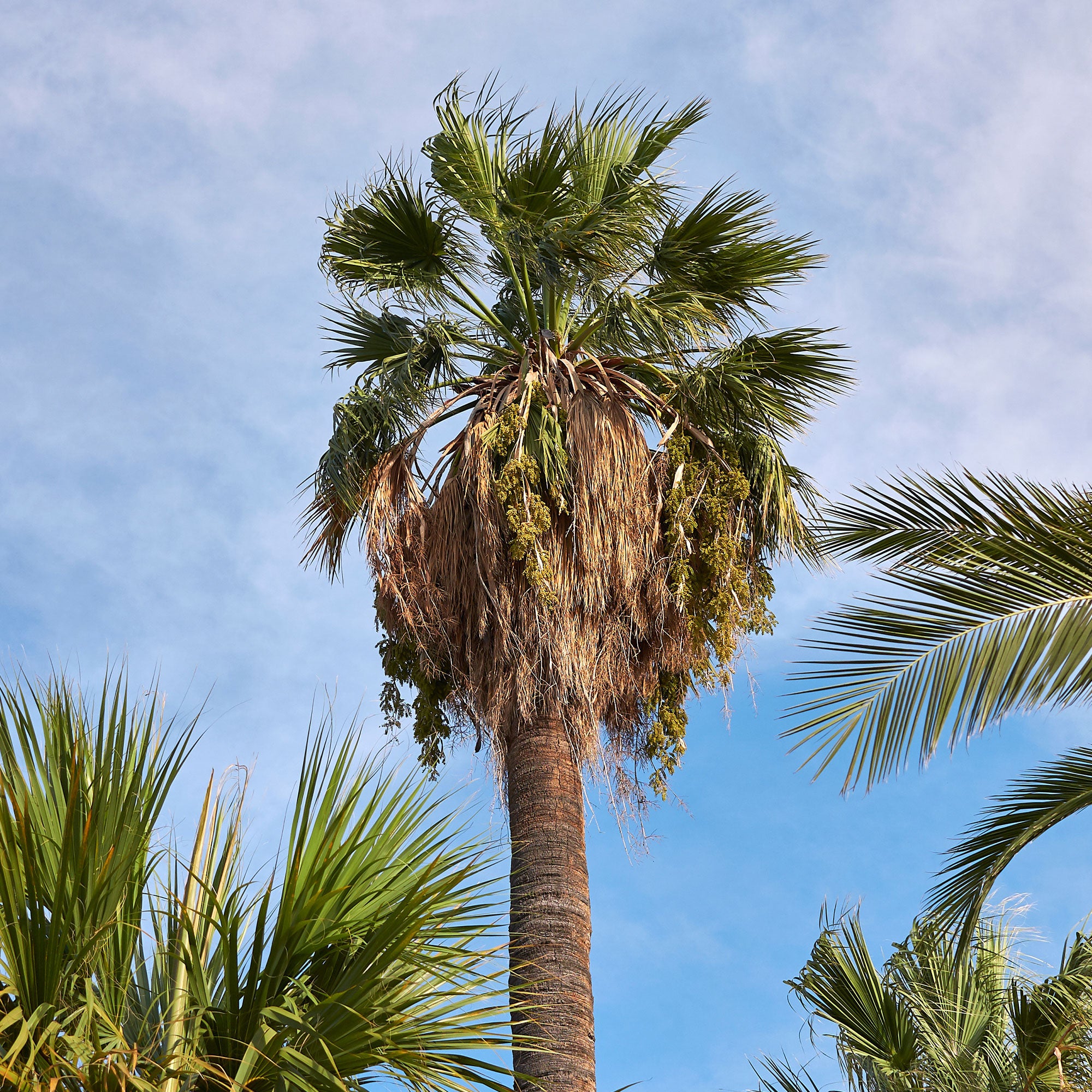 Bakker Palmier à jupon Washingtonia pot Ø 10cm soleil