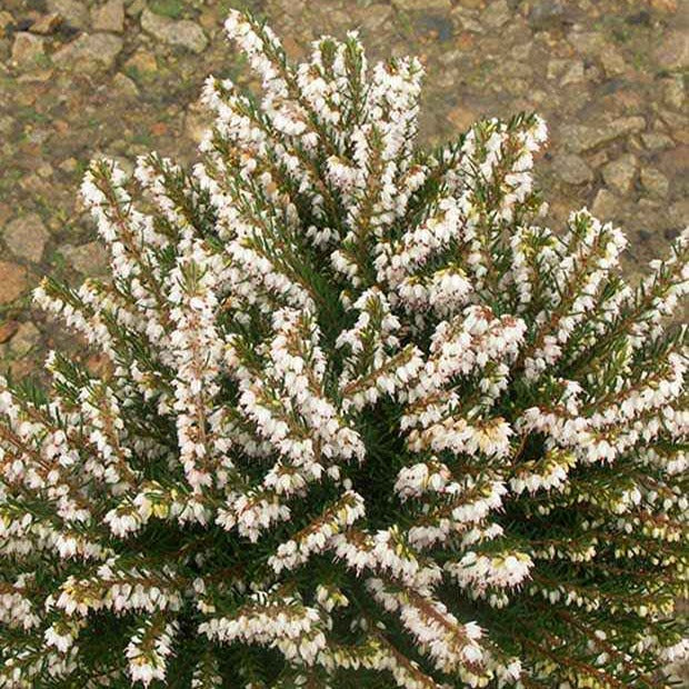 Bakker Terrasse Bruyère hiver White Glow pot fleurs blanches
