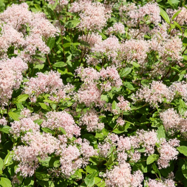 Bakker Marie Simon céanothe arbuste pot 2L rose