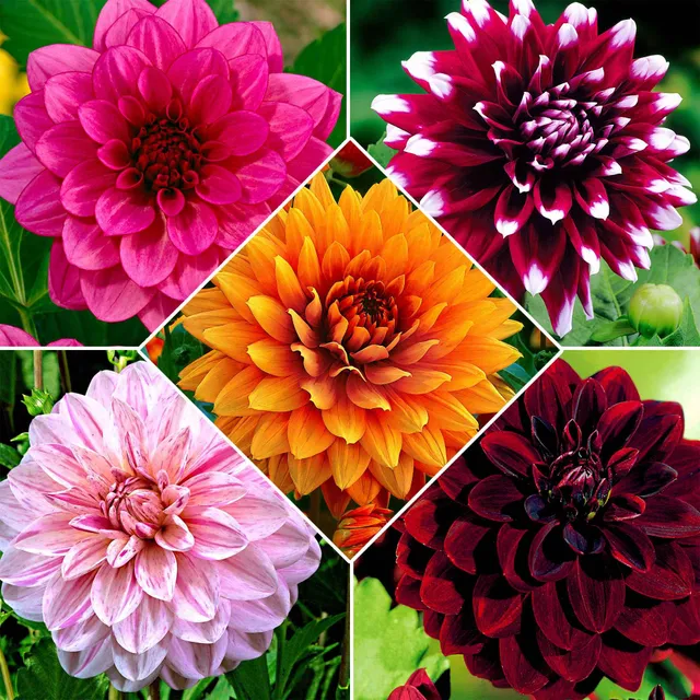 Bakker Dahlia grandes fleurs bulbes sachet 5 mélange couleurs