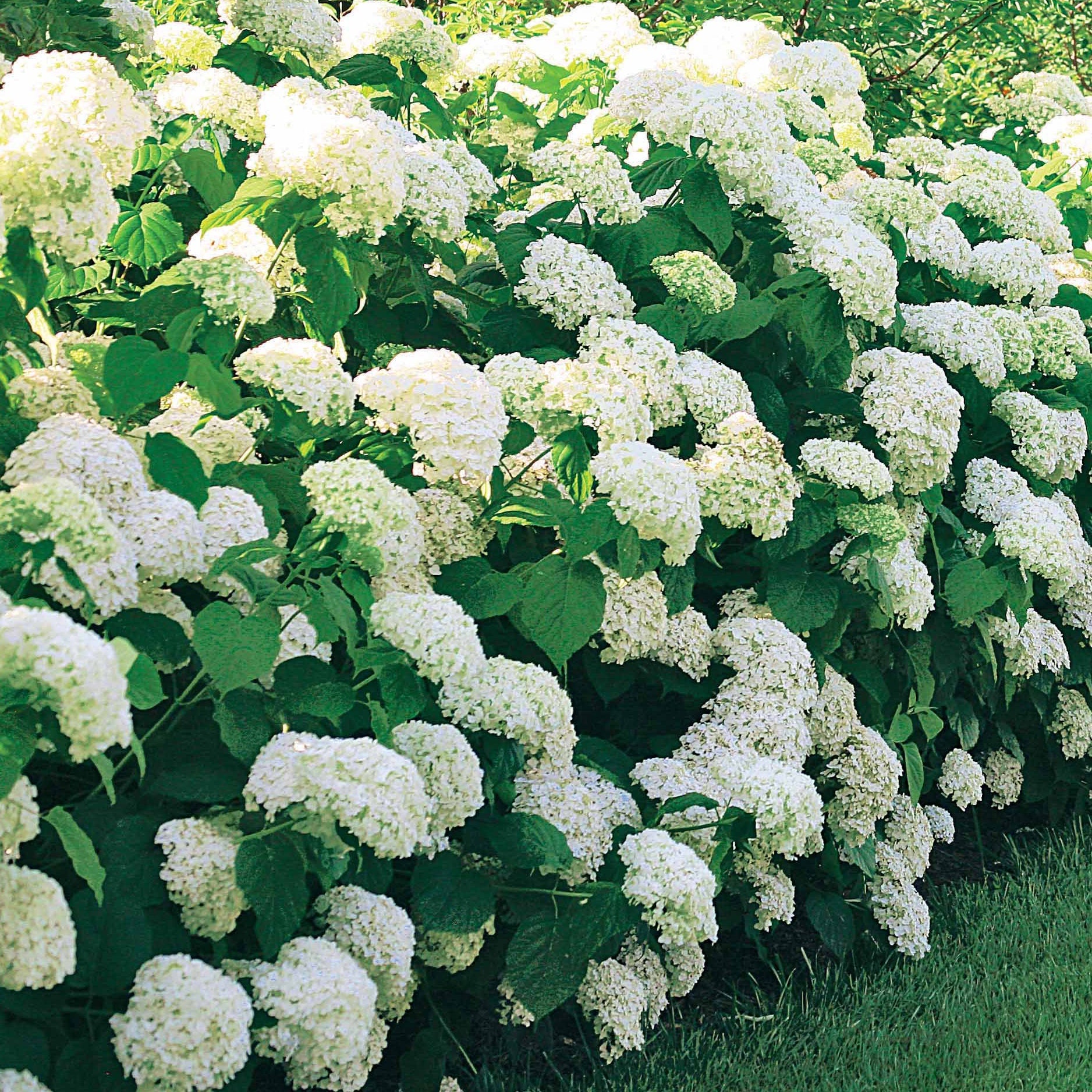 Bakker Hortensia Annabelle arbuste fleuri 1,5L boule blanche