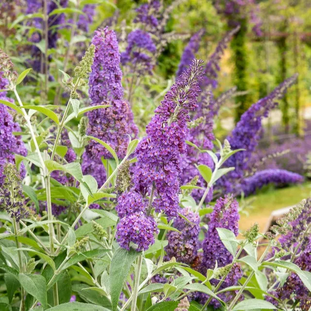 Bakker Lavender Flow arbre aux papillons tige pot Ø19cm