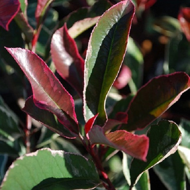 Bakker Photinia Pink Marble pot 2L feuillage panaché rose
