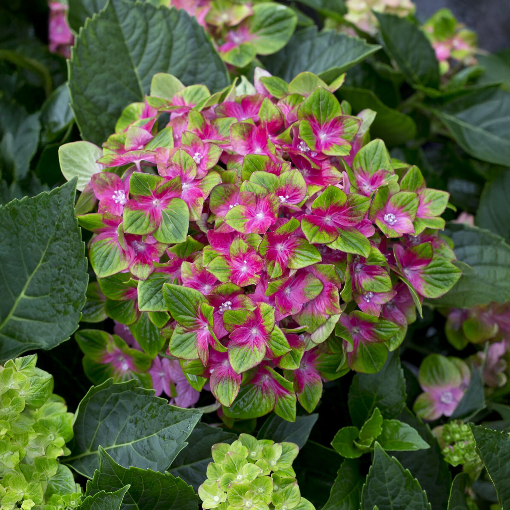 Bakker Hortensia Saxon® hortensia fuchsia pot 1.5L 15-20cm