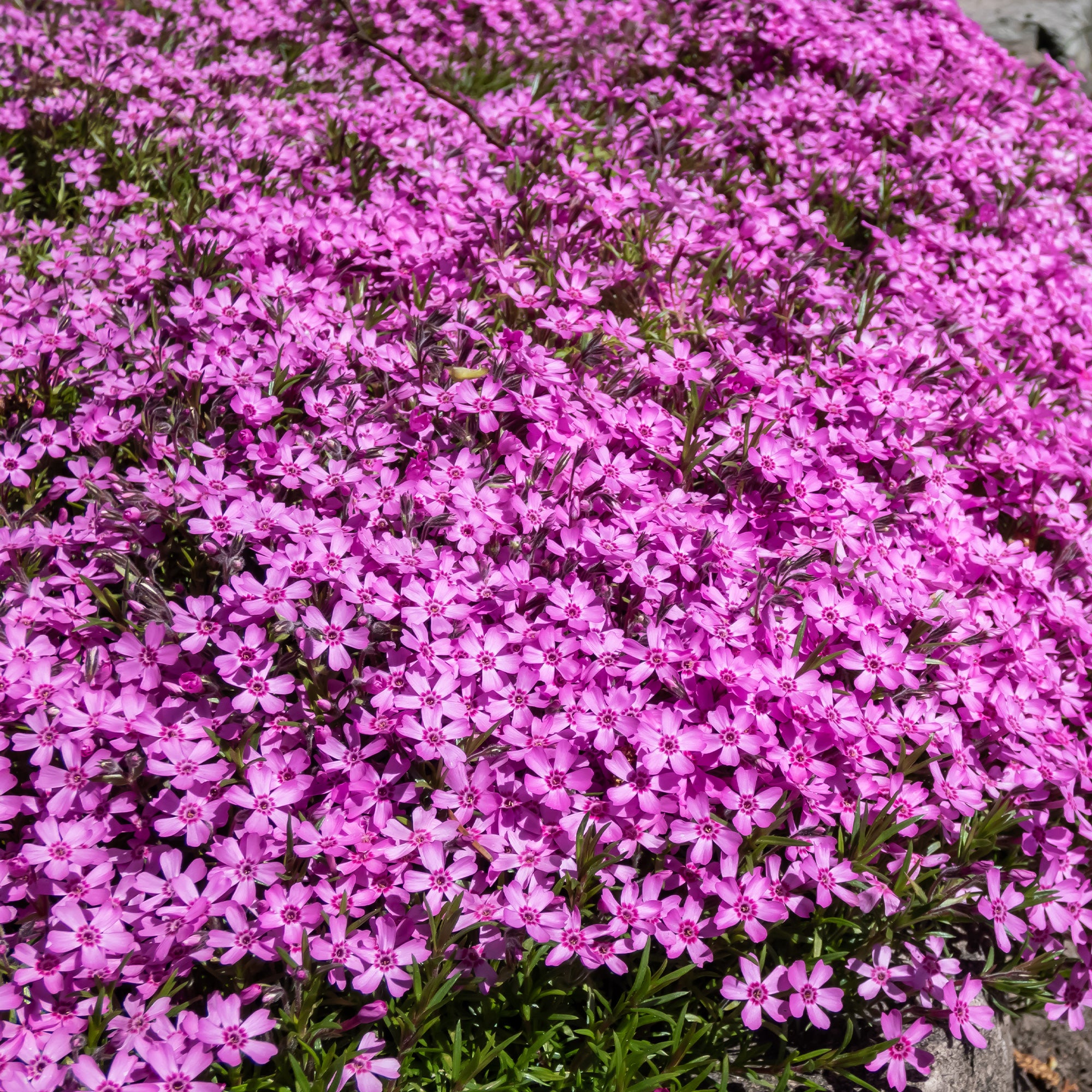 Bakker Plantes vivaces rampantes x15 couvre-sol 2 m² mélange
