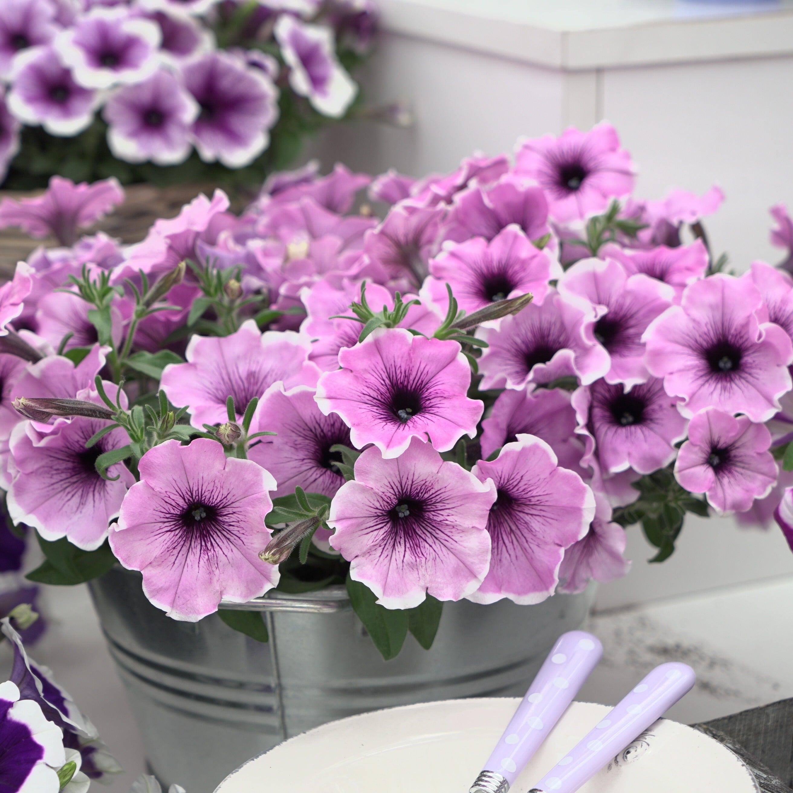 Bakker Pétunias Lavender Blush fleur lot 3 pots 10,5cm violet