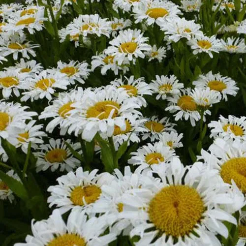 Bakker Marguerite d'été Lacrosse plante vivace pot 9cm blanc