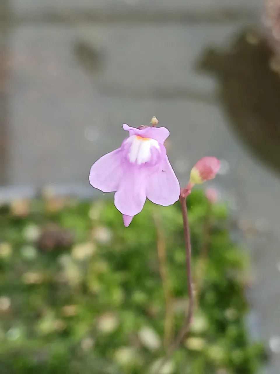 Carniflore Utriculaire tridentata plante carnivore fleur mauve