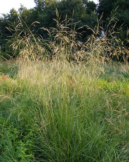 Deschampsia cespitosa Goldschleier graminée godet jaune