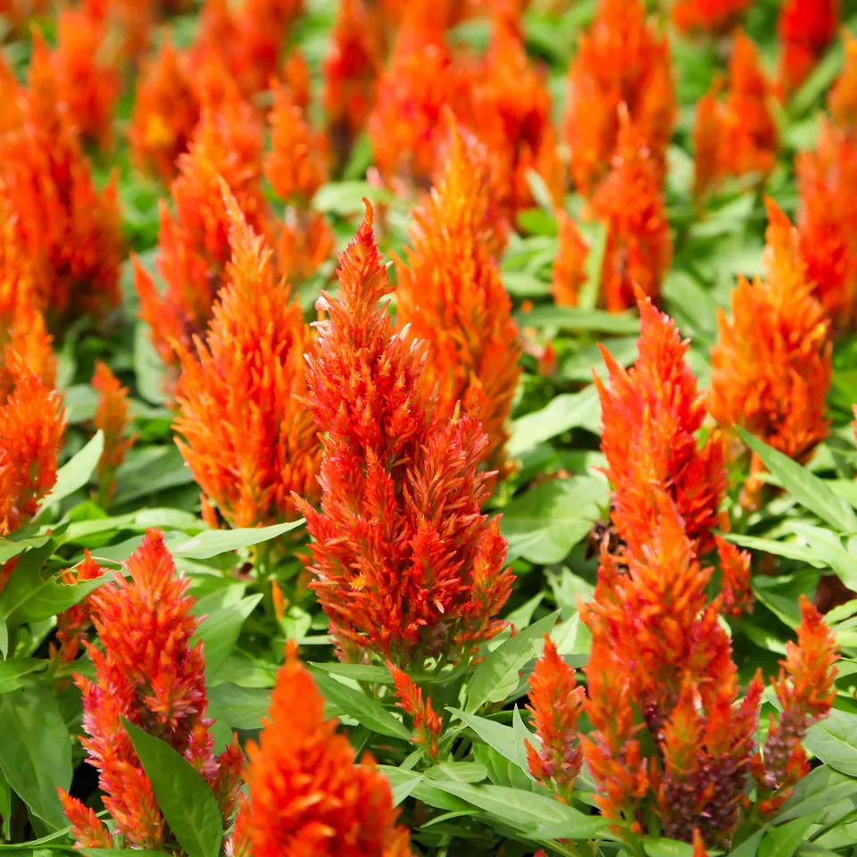 Bakker Célosie orange annuelle pot Ø 12cm soleil