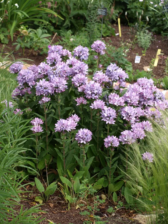 Passion Vivaces Campanula Caroline vivace pot 1L rose mauve