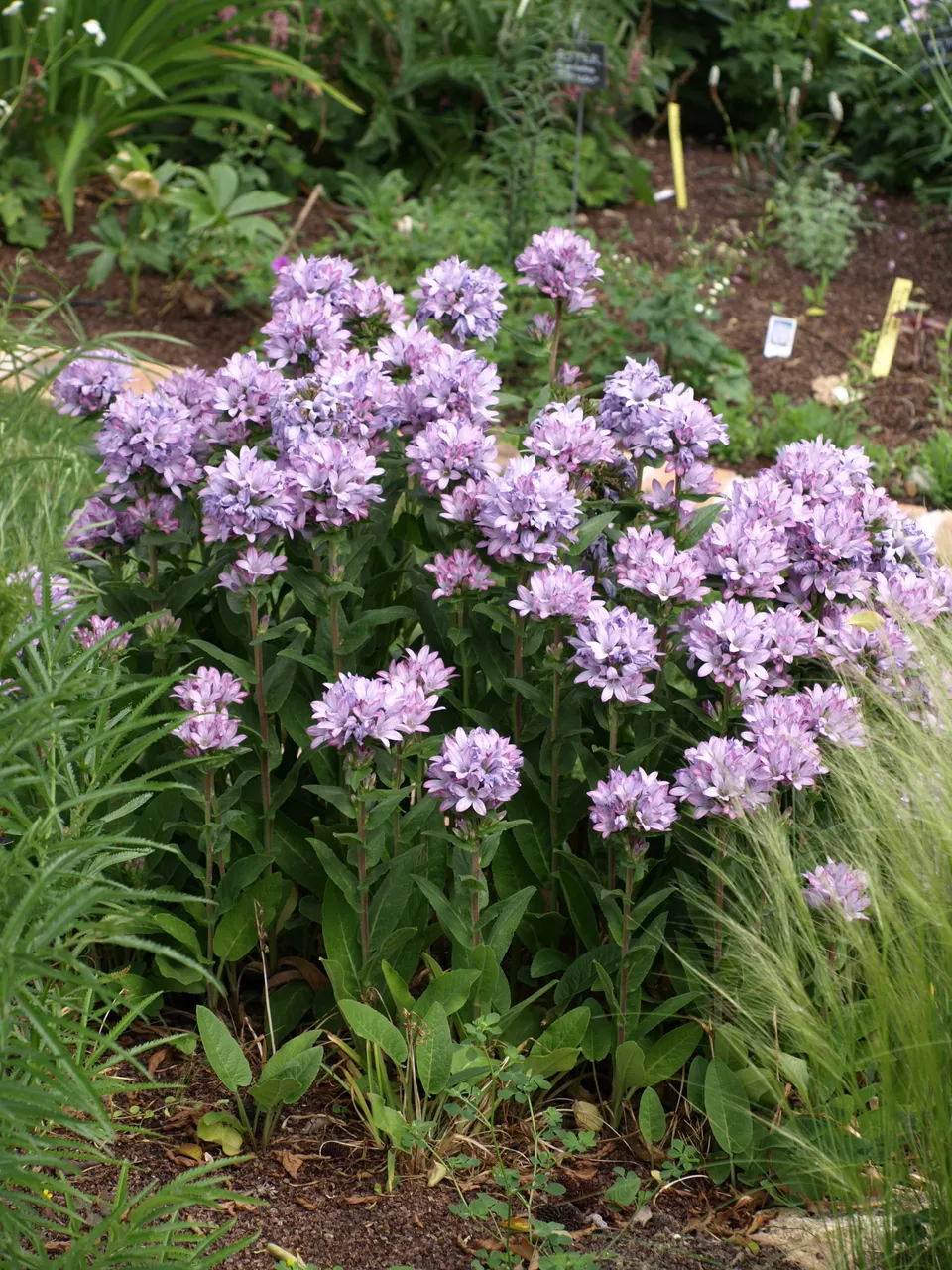 Passion Vivaces Campanula Caroline vivace pot 1L rose mauve