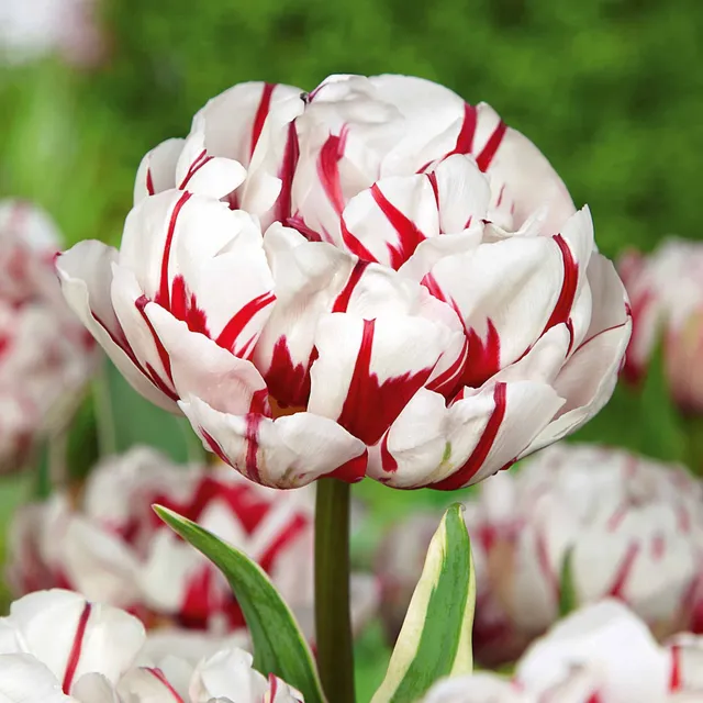 Bakker Bulbes à fleurs Tulipe Carnaval de Nice bulbe sachet 10 double