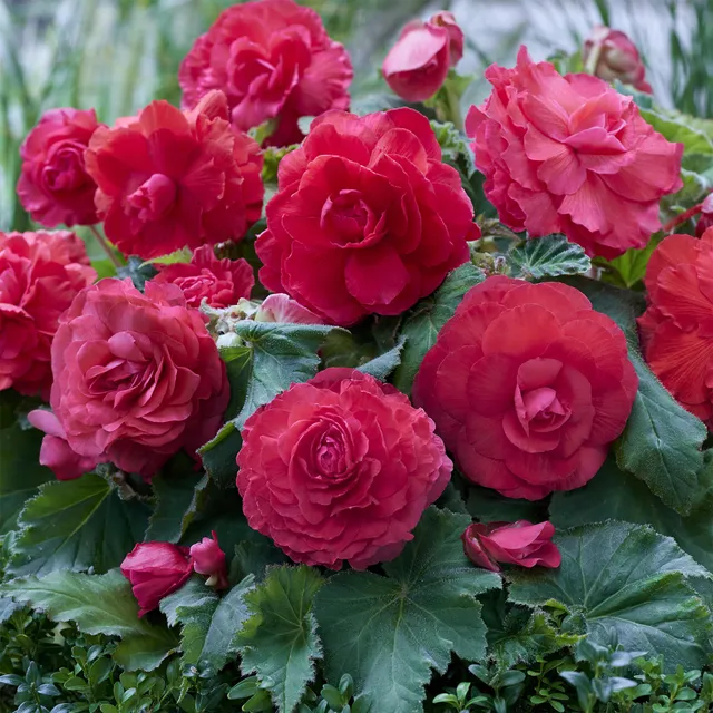 Bakker 5 Bégonias doubles roses bulbes ombre
