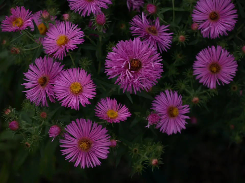Passion Vivaces ASTER novae-angliae Sayers Croft aster godet rose vif
