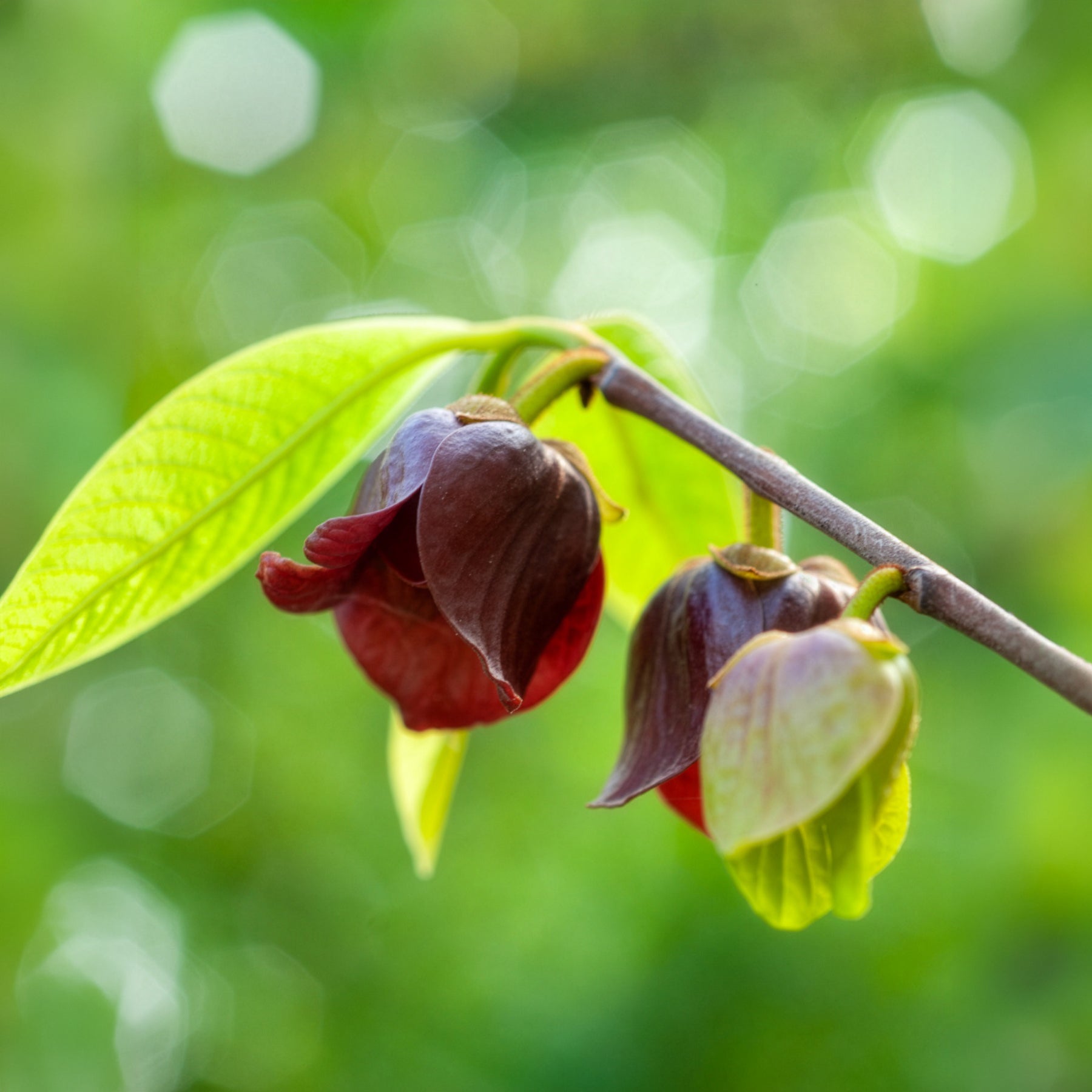 Bakker Fruitiers Asiminier Triloba arbre fruitier 3L 80-100cm