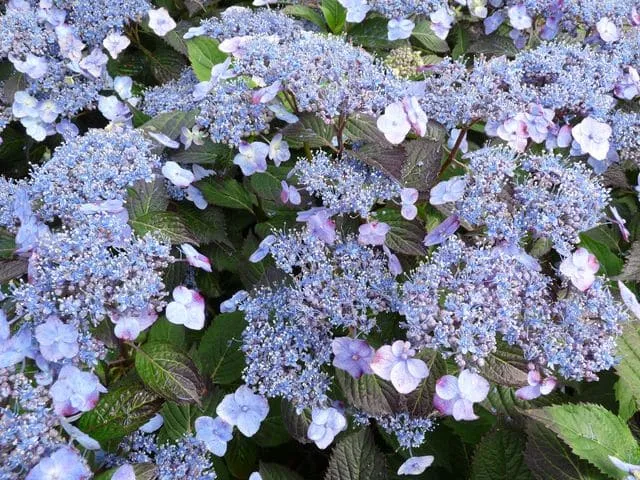 Hortensias du Haut Bois Blue Billow hortensia serrata bleu