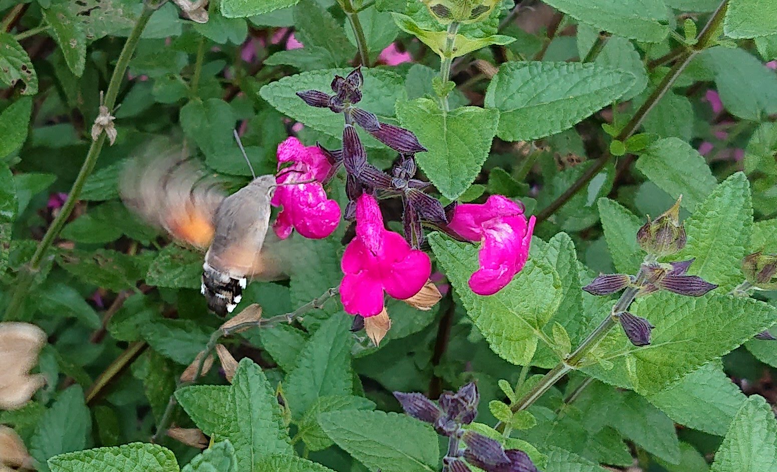 Passion Vivaces Salvia microphylla Cerro Potosi sauge pot 1L rose vif