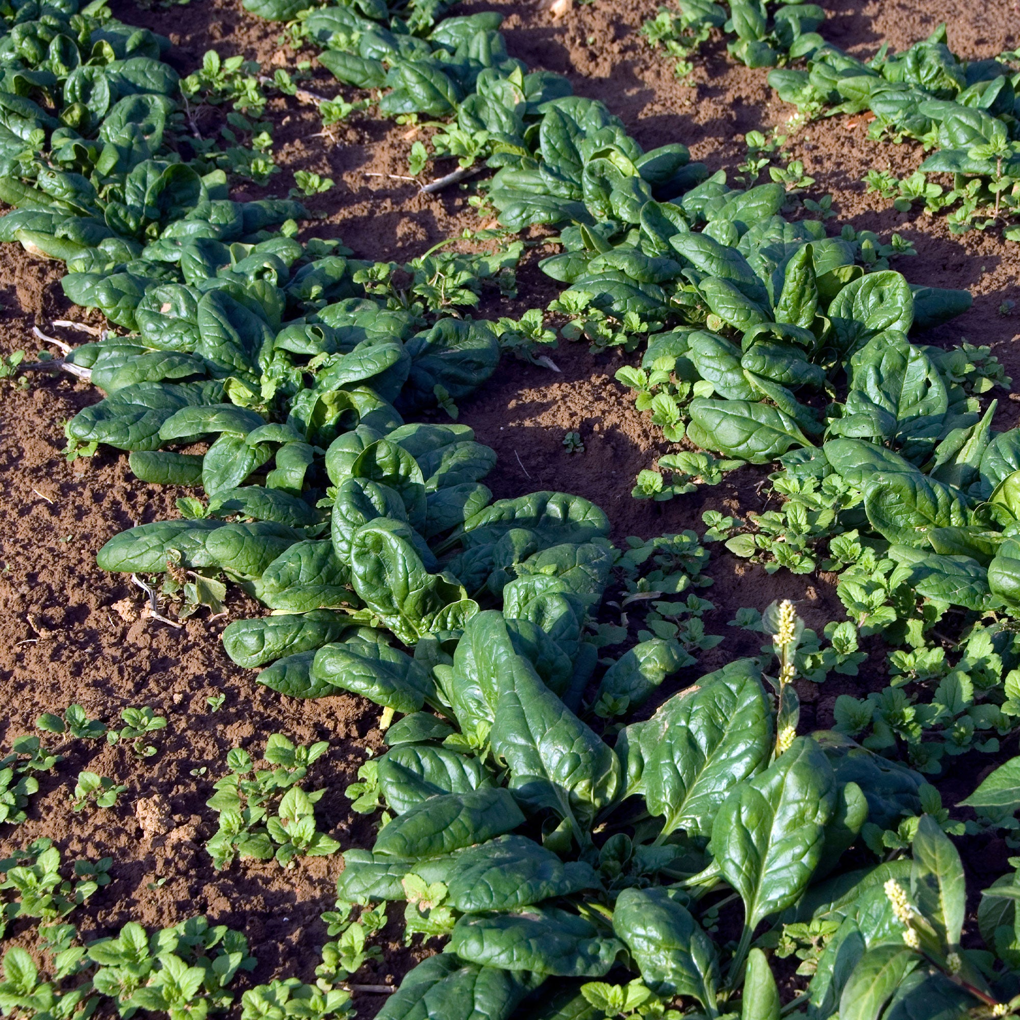 Bakker Épinard Nores sachet 90g graine potager tendre