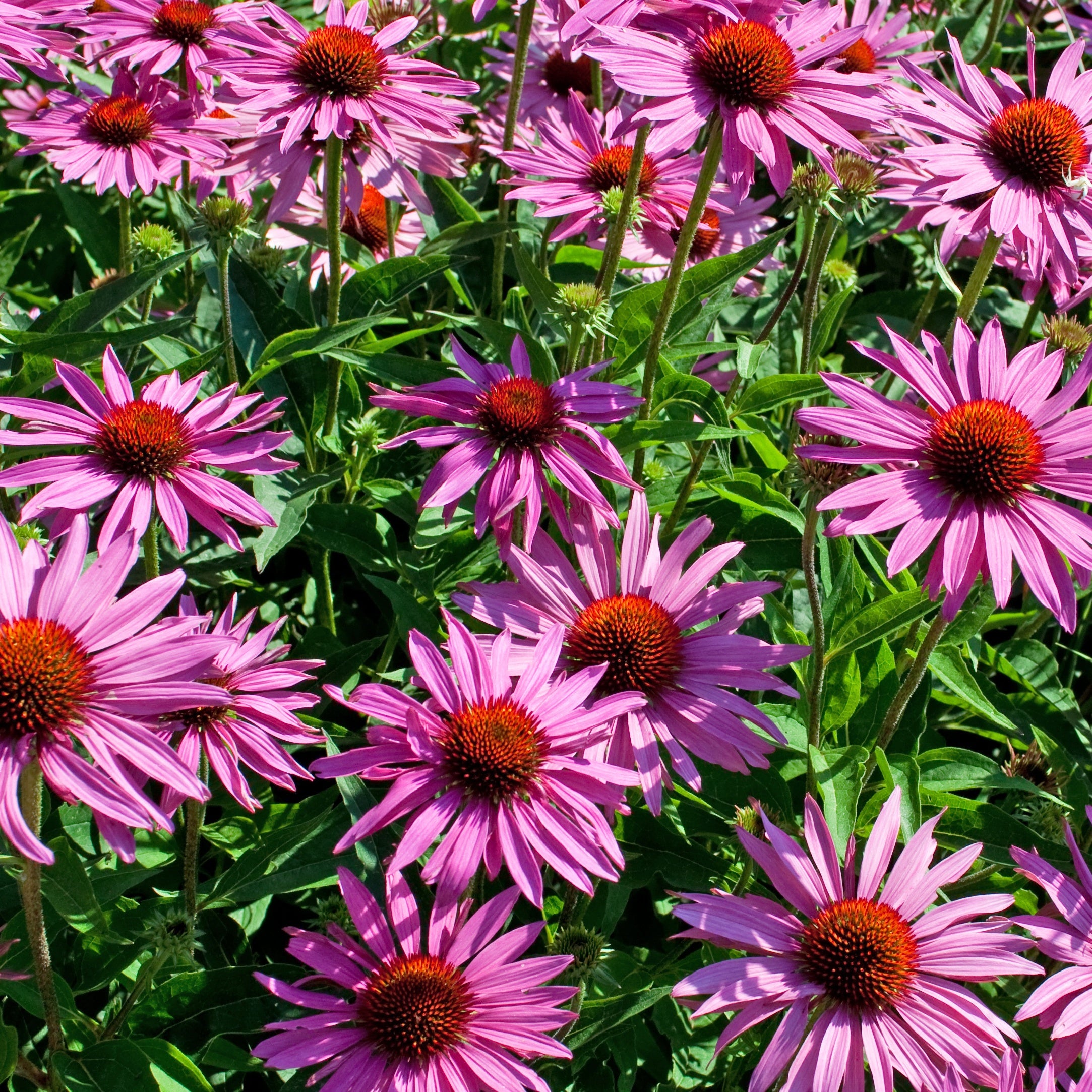Bakker Plantes vivaces Échinacée pourpre vivace pot Ø 9cm
