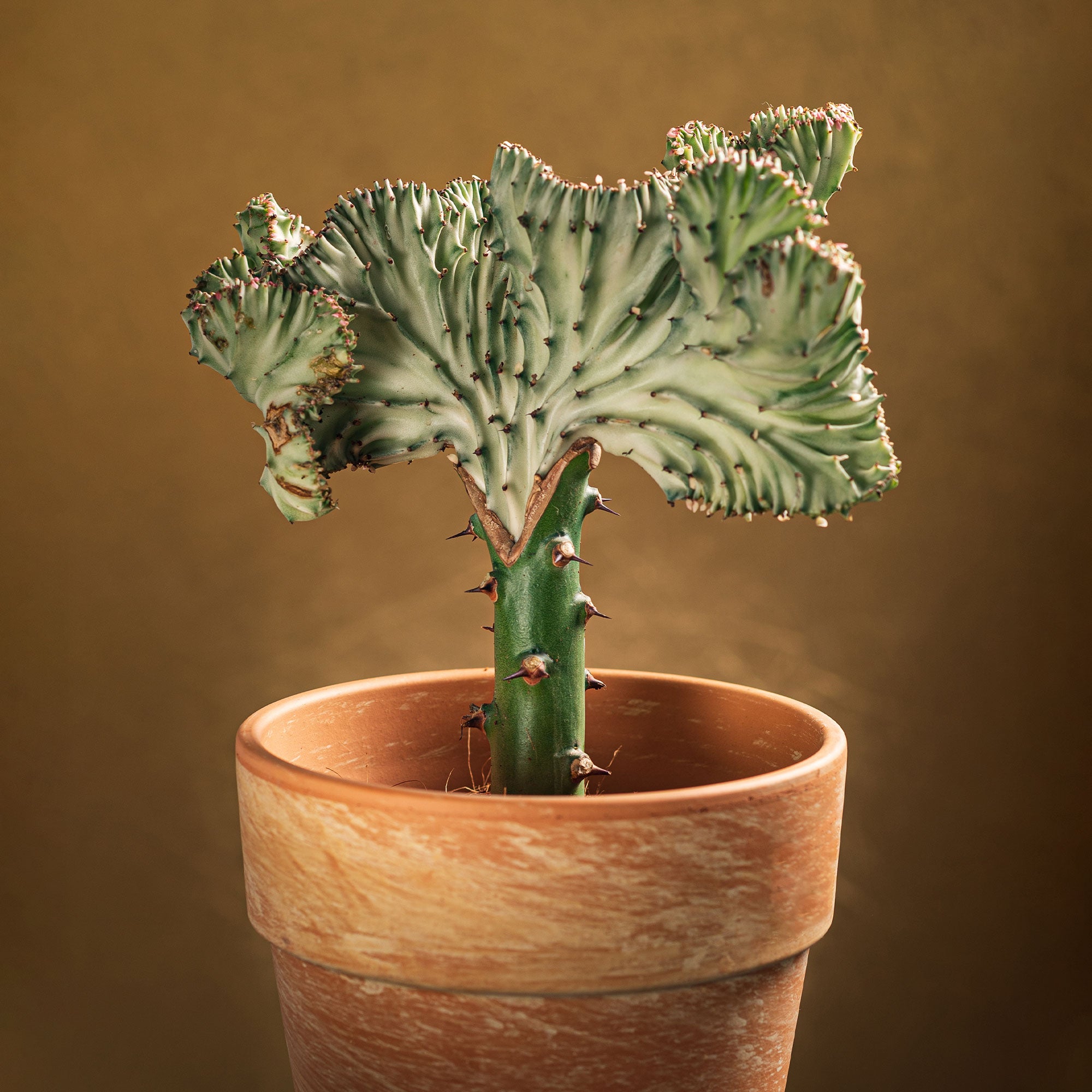 Bakker Euphorbe Cristata plante grasse pot 10,5cm 20-30cm
