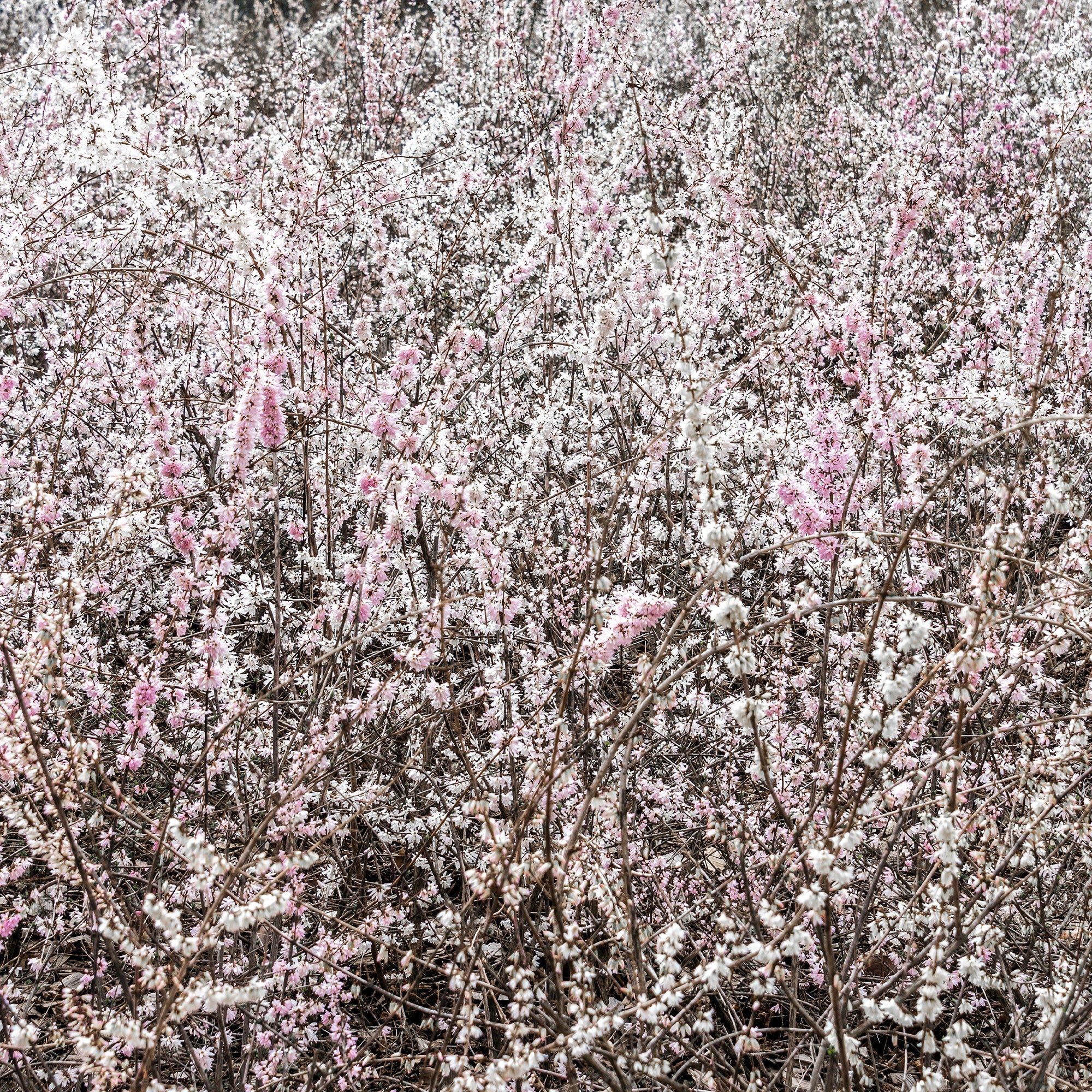 Bakker Forsythias blanc + rose arbuste pot 1L 40-60cm