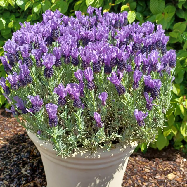 Bakker Lavande Papillon MAGICAL Posy Purple pot 8cm violette