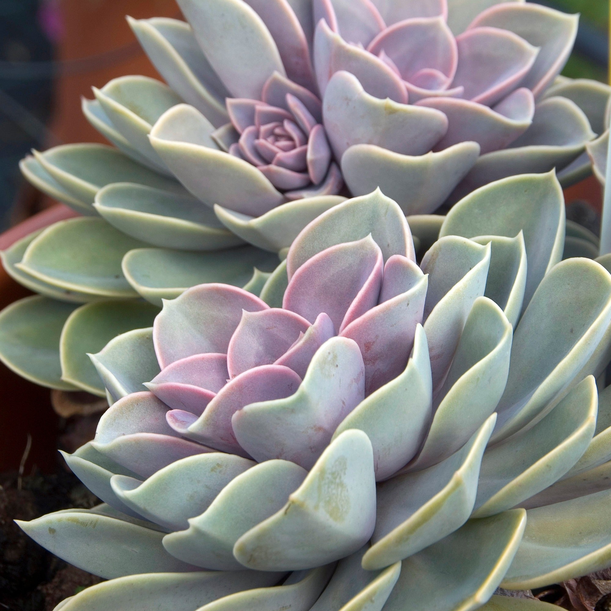 Bakker Echeveria Pearl von Nuernberg grasse pot 12cm rose