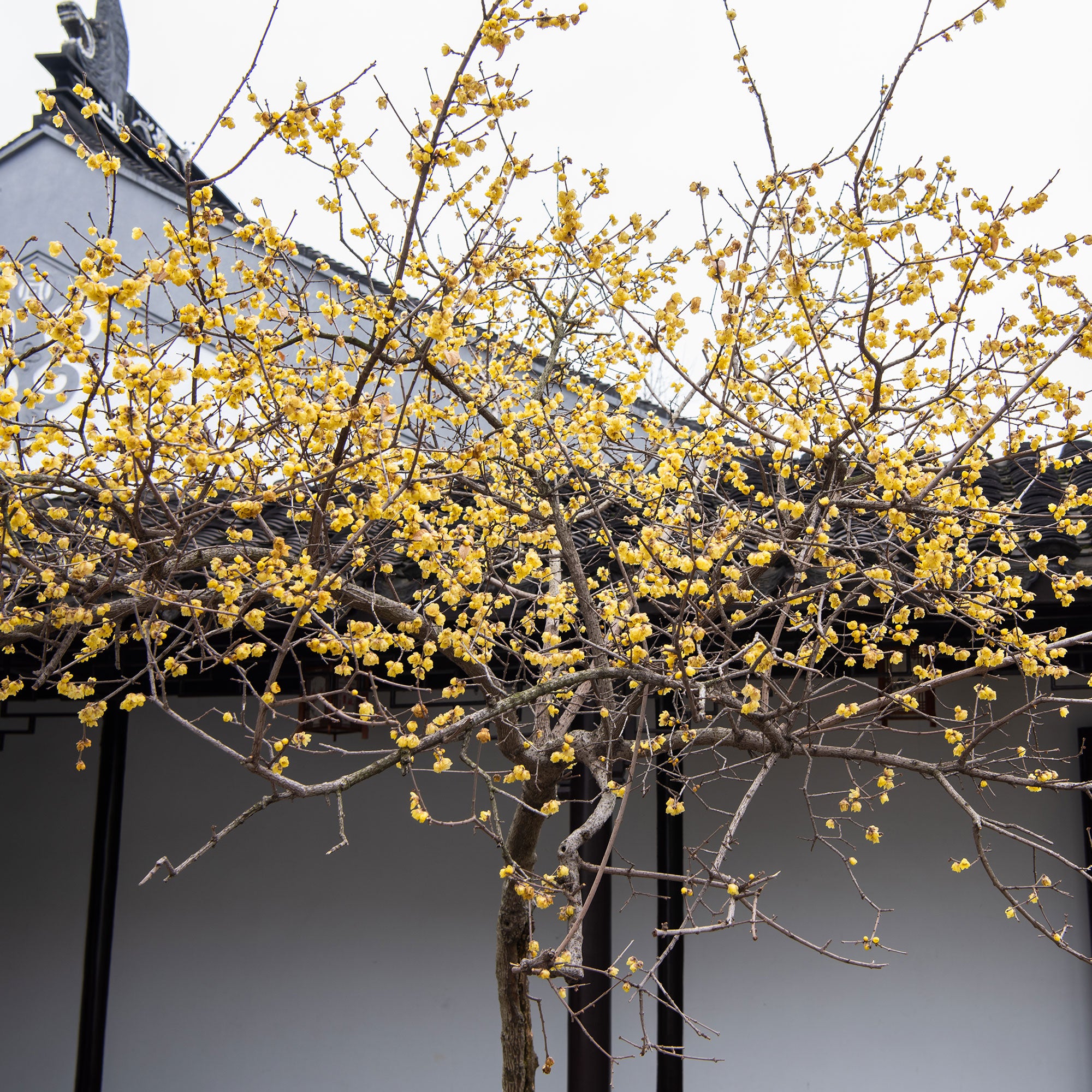 Bakker Chimonanthe précoce arbuste pot 2L jaune 30-40cm