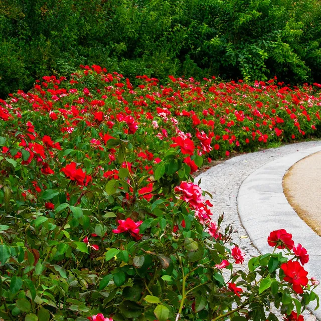 Bakker Rosiers Rosier à massif rouge racine nue floraison continue