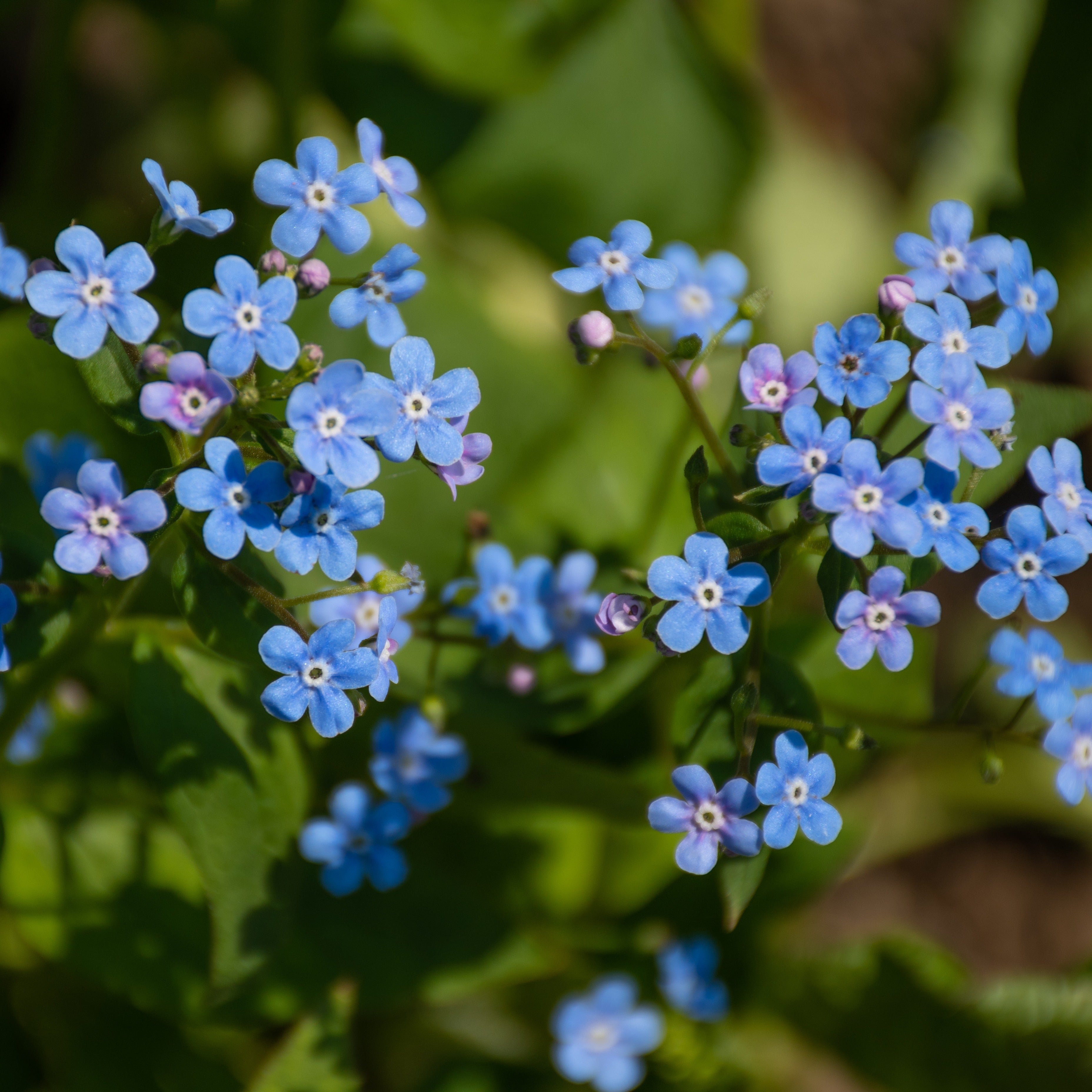 Bakker Emerald Mist myosotis vivace racine nue ombre