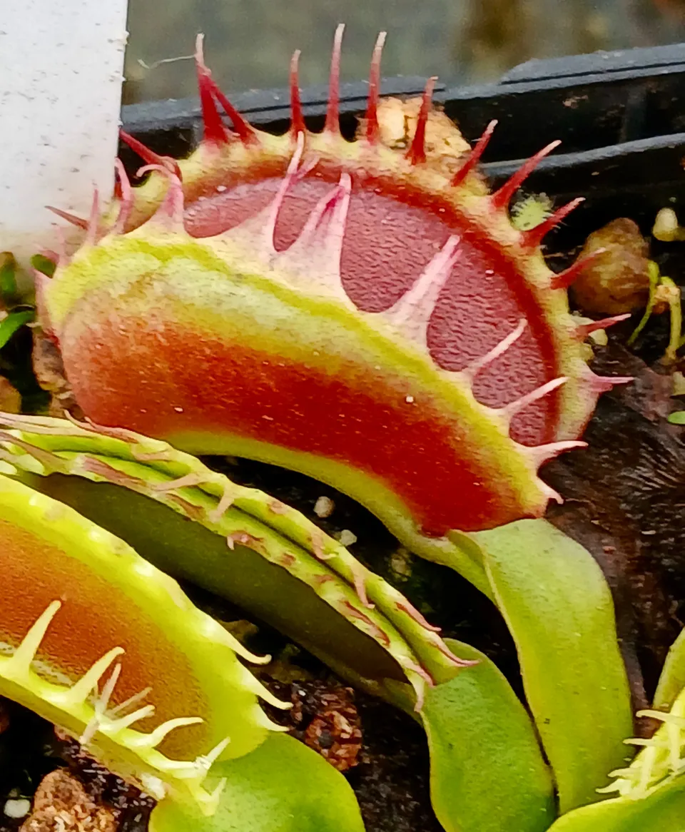 Carniflore Dionée Dionaea fuzzy tooth plante carnivore adulte