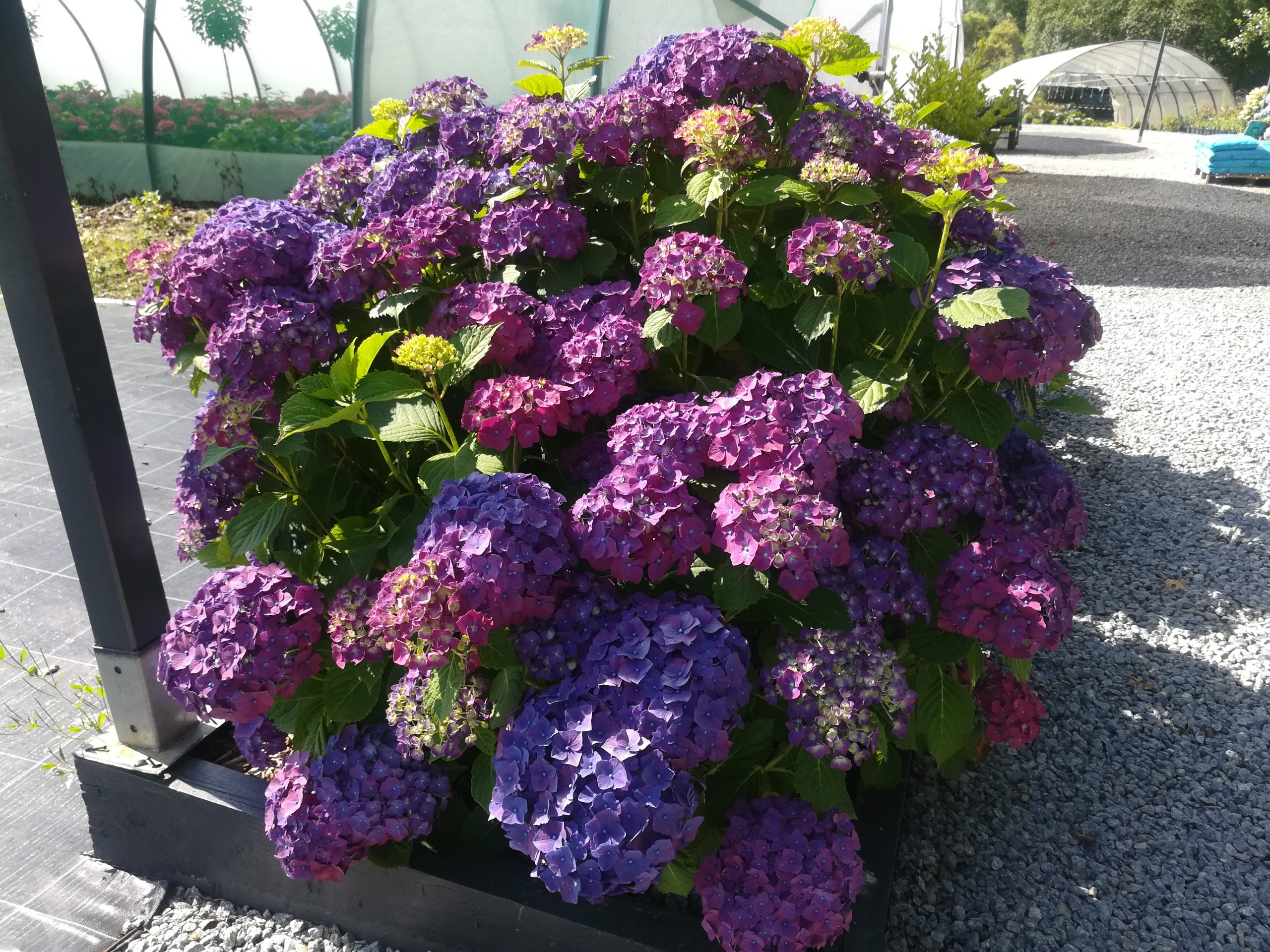Les Hortensias du Haut Bois Montgomery hortensia fleurs rondes godet
