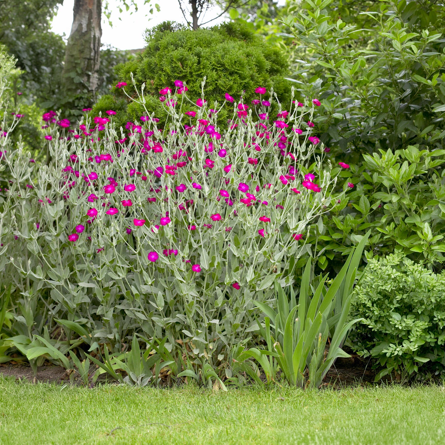 Bakker Coquelourde des jardins vivace pot 9cm fuchsia